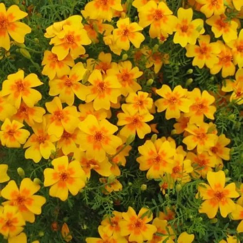 Tagetes Tenuifolia ‚Tangerine Gem‘