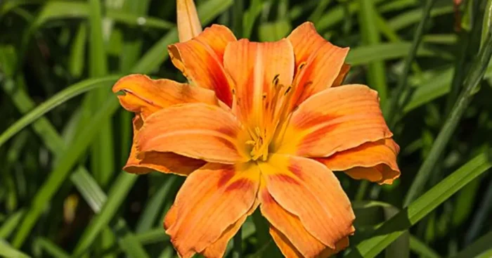 Taglilie ‚Apricot Beauty‘
