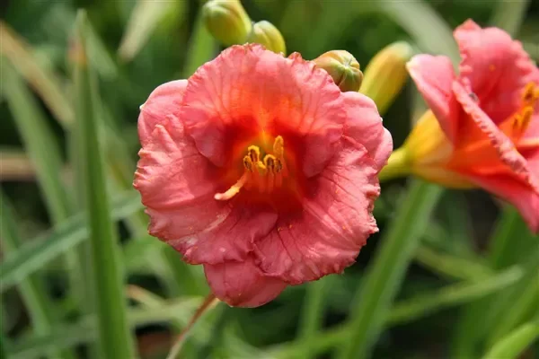 Taglilie ‚Cosmopolitan‘