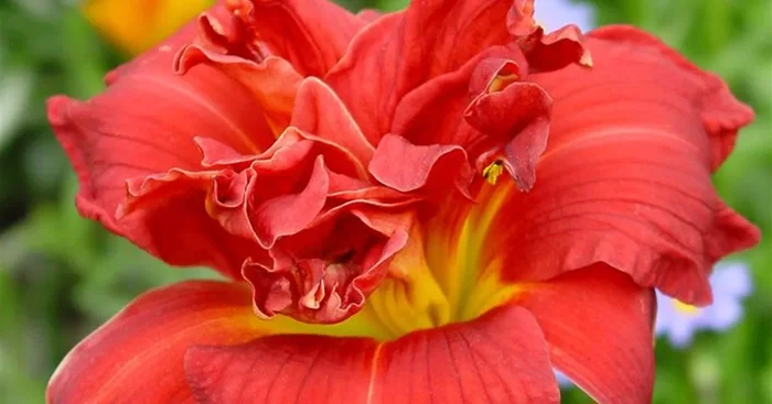 Taglilie ‚Moses Fire‘