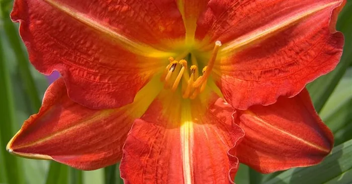 Taglilie ‚Red Rum‘