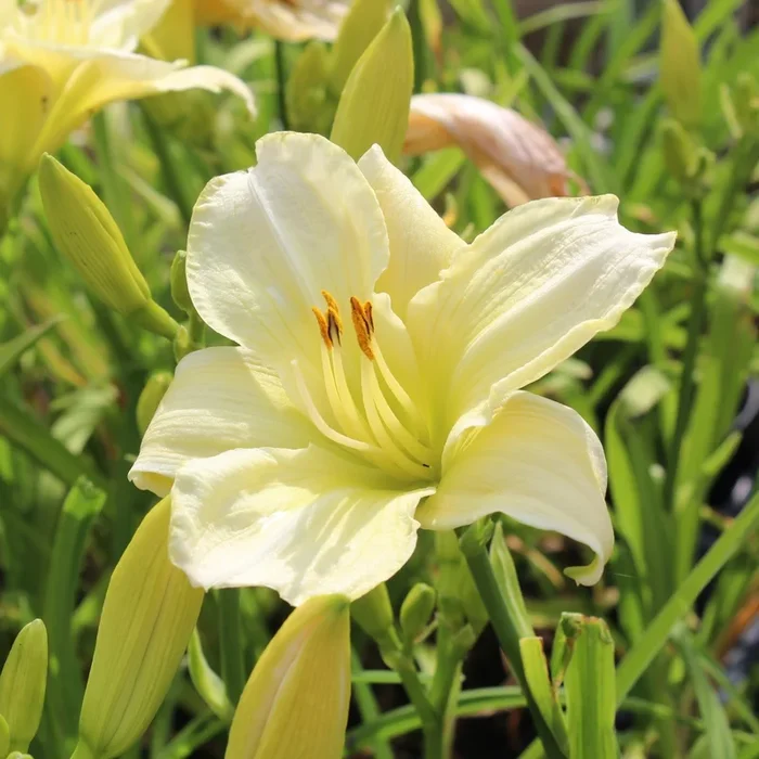 Taglilie ‚White Temptation‘
