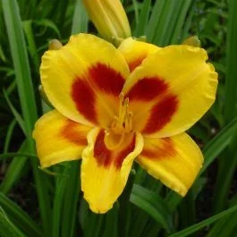 Taglilie Hemerocallis Black Eyed Susan