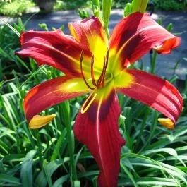 Taglilie Hemerocallis Heavenly Mr