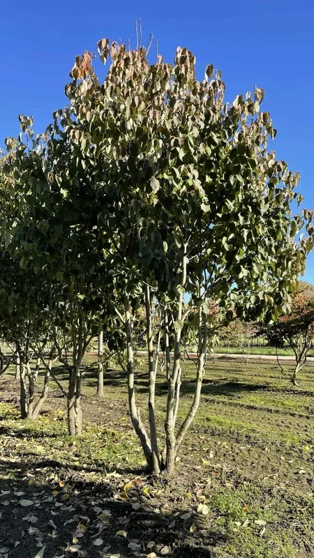 Taschentuchbaum Mehrstämmig
