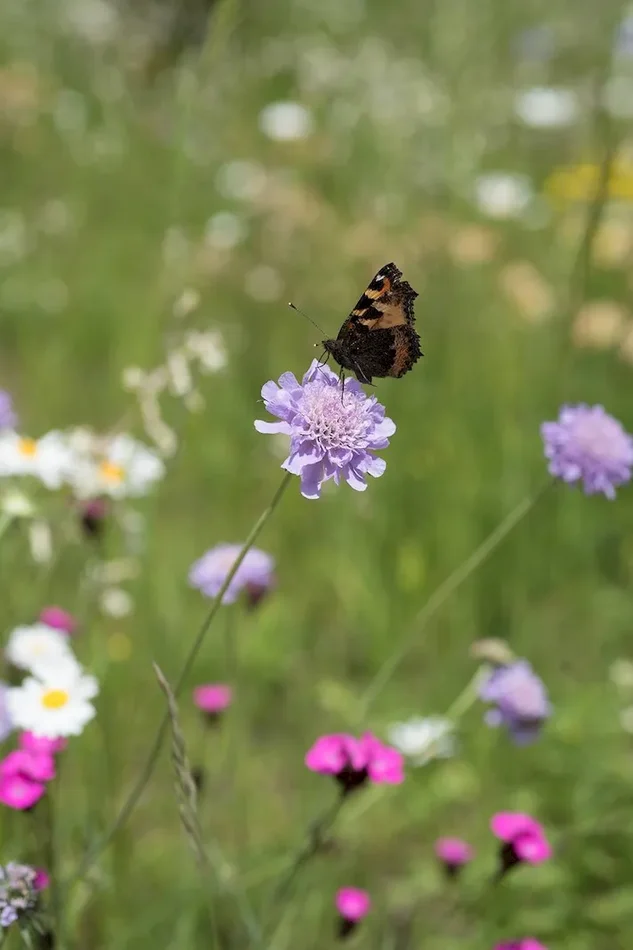 Tauben-Skabiose, Scabiosa columbaria