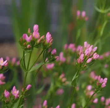 Tausendgüldenkraut (Centaurium erythraea) „Bio“