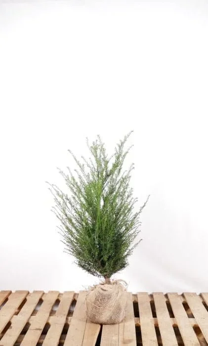 Taxus Baccata im Topf 80/100 cm