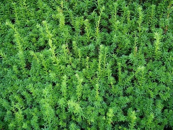 Taxus Media Hicksii 180/200 cm