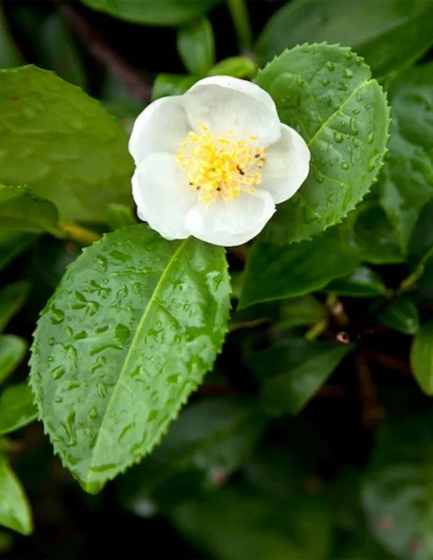 Tea Plant (Camellia sinensis)