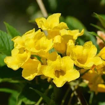 Tecoma Flower Plant-Yellow