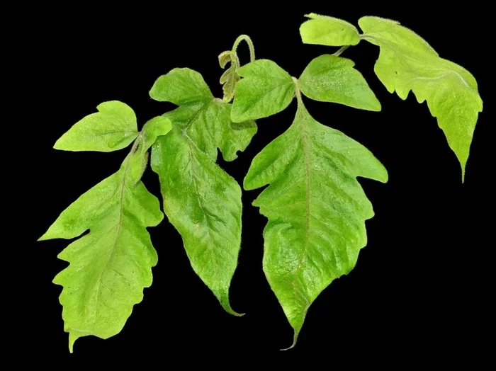 Tectaria hastata 2