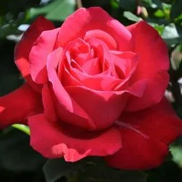 Teehybridrose Dame De Coeur