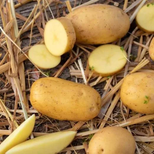 TentationPflanzkartoffeln, bio