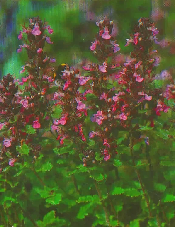 Teucrium chamaedrys – Gamander purpurrosa