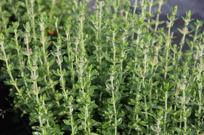 Teucrium x lucidrys (Wintergrüner Gamander)