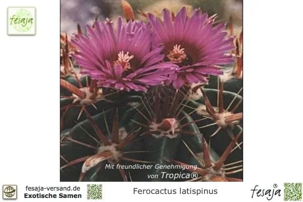 Teufelszunge, Ferocactus latispinus