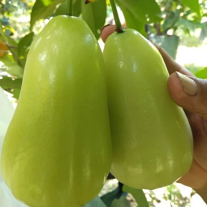 Thai Varitey Green Water Apple Fruit Plant