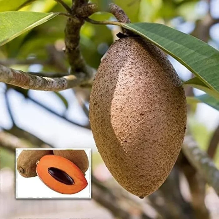 Thai Varitey Long Chikoo Grafted Fruit Plant