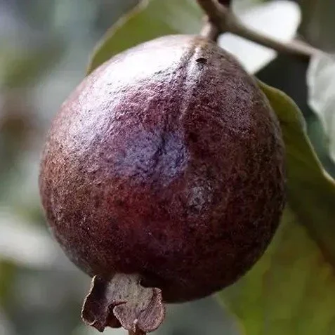 Thai Varitey Red Gauva | Grafted Fruit Plant