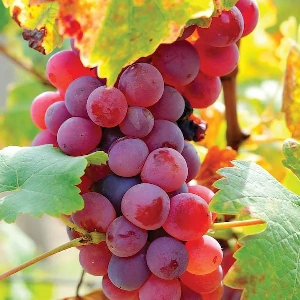 Thai Varitey Seedless Red Grapes Fruit Plant