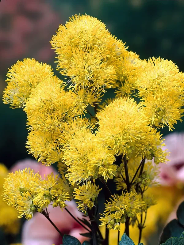 Thalictrum Flavum (Wiesenraute)