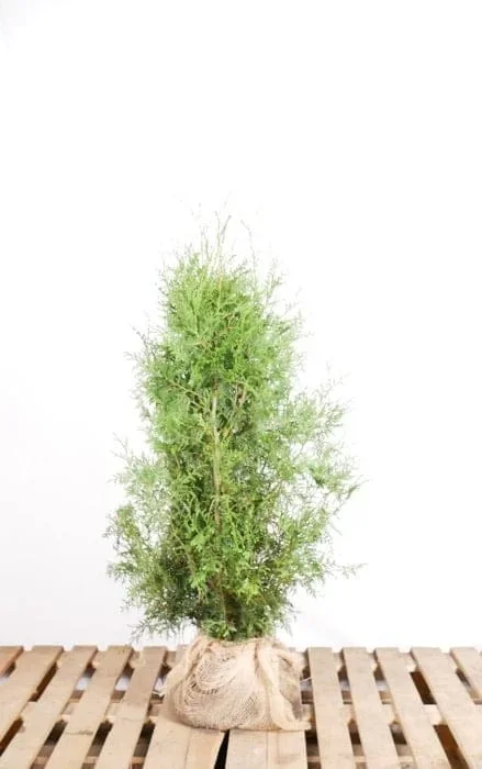 Thuja Brabant im Topf 100/120 cm