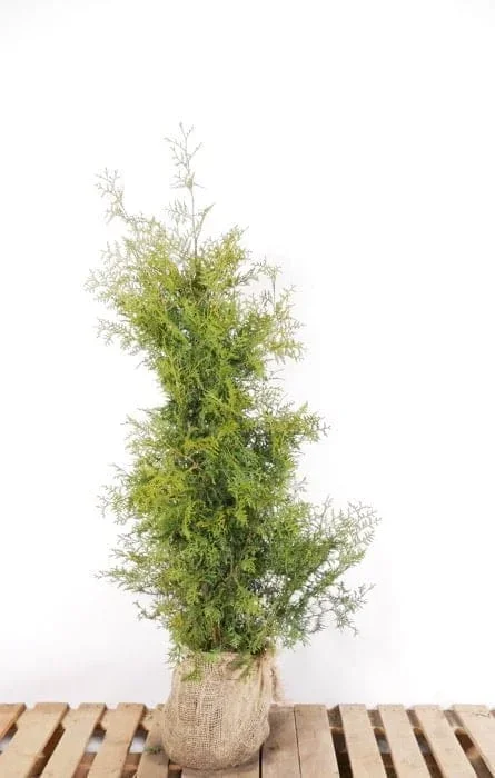 Thuja Brabant im Topf 120/140 cm