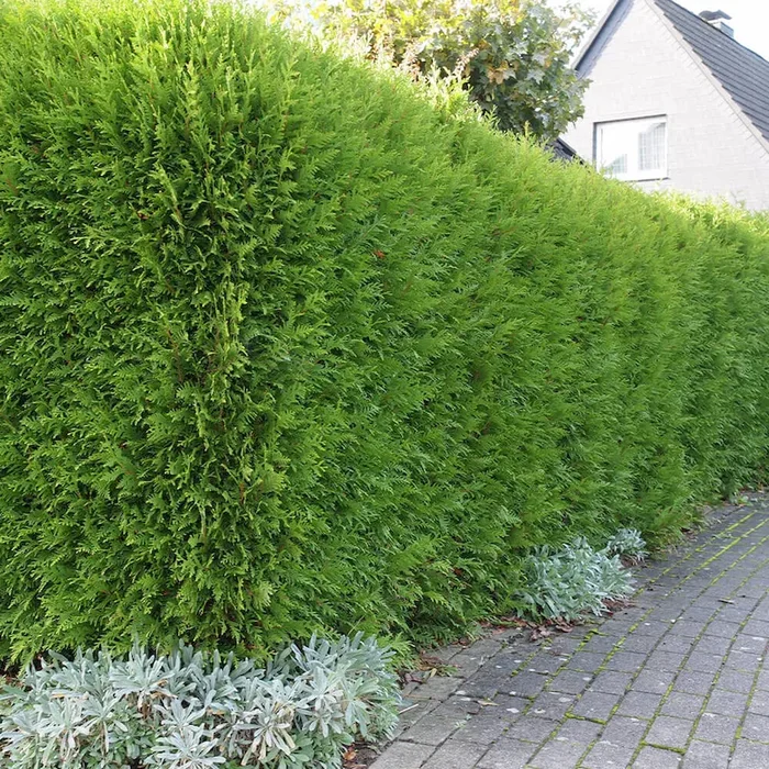 Thuja Brabant Thuja occidentalis – Bestellnummer 3311017