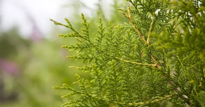 Thuja occ. ‚Brabant‘