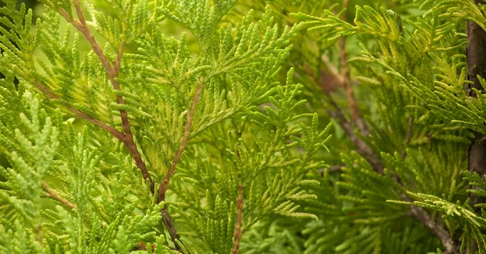 Thuja occidentalis ‚Sunkist‘