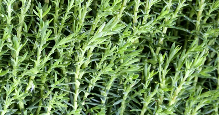 Thuja occidentalis ‚Teddy’${2}