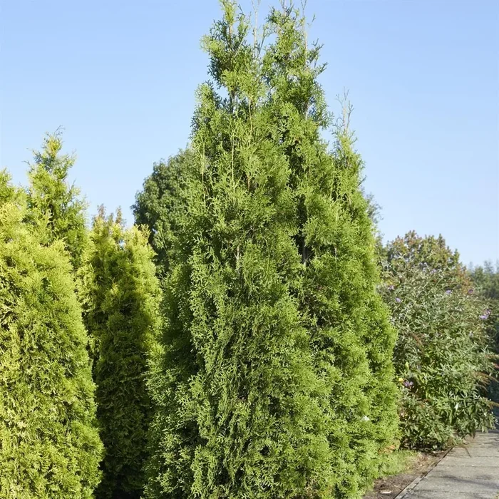 Thuja occidentalis King of Brabant 9 cm