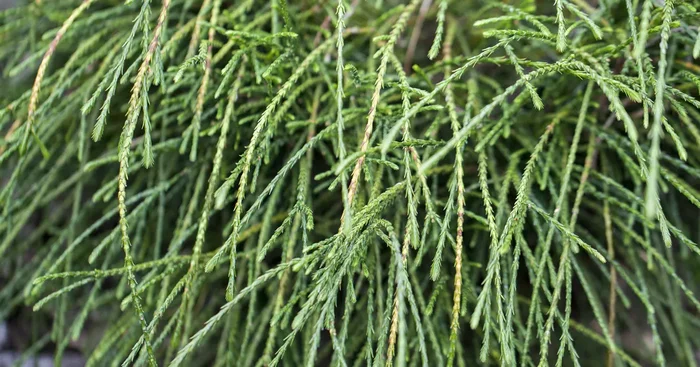 Thuja plicata ‚Whipcord‘