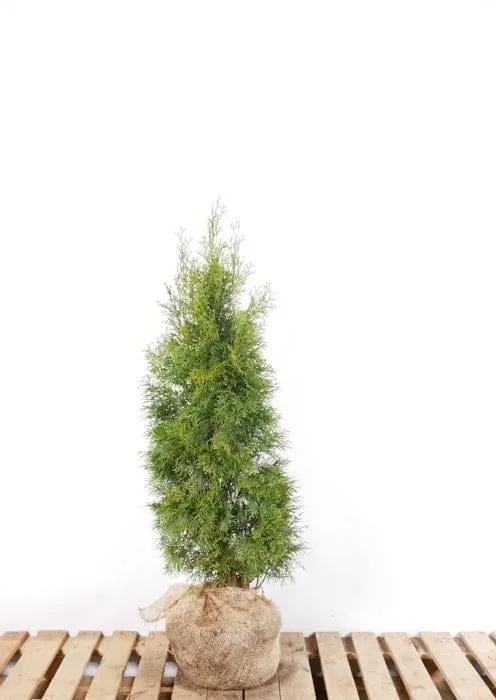 Thuja Smaragd 120/140 cm