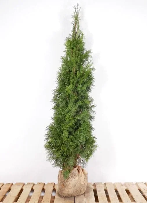 Thuja Smaragd 180/200 cm