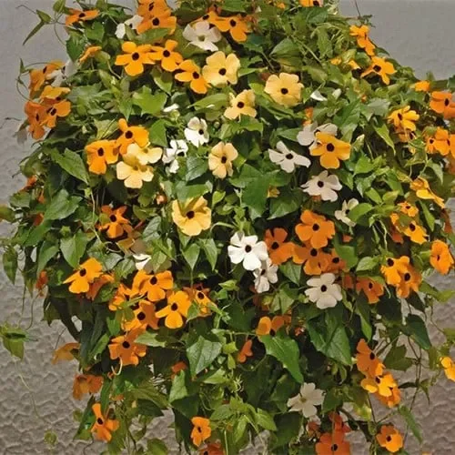 Thunbergia Alata Mixed Colours