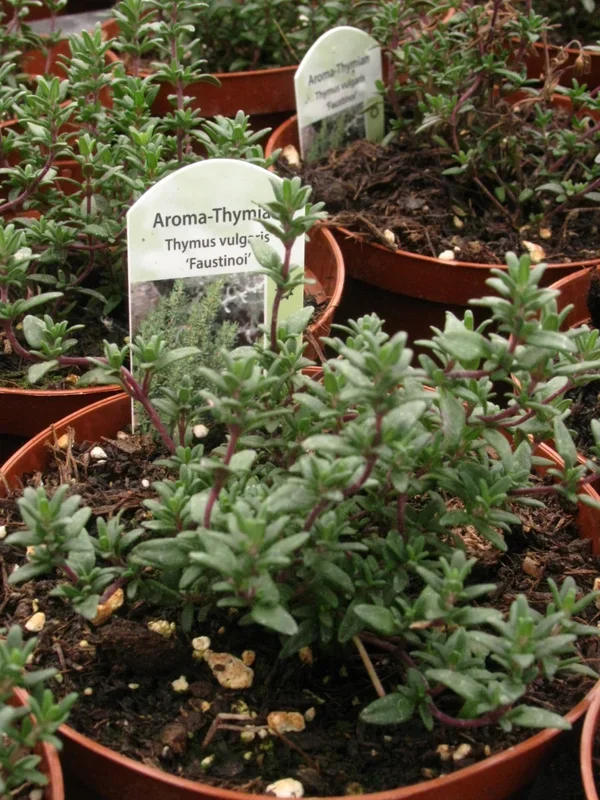 Thymian `Faustinoi` – Thymus vulgaris