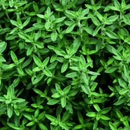 Thymian (Thymus species) Rosenduftthymian