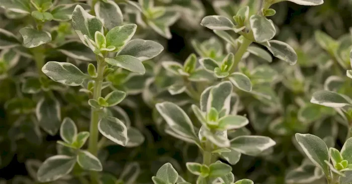 Thymus citrodorus Variegated