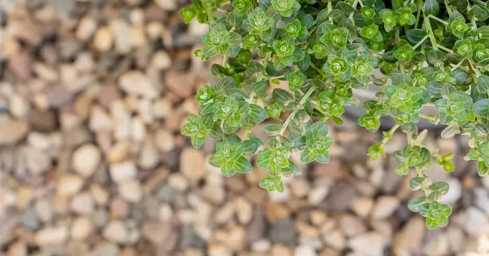 Thymus Pizzathymian