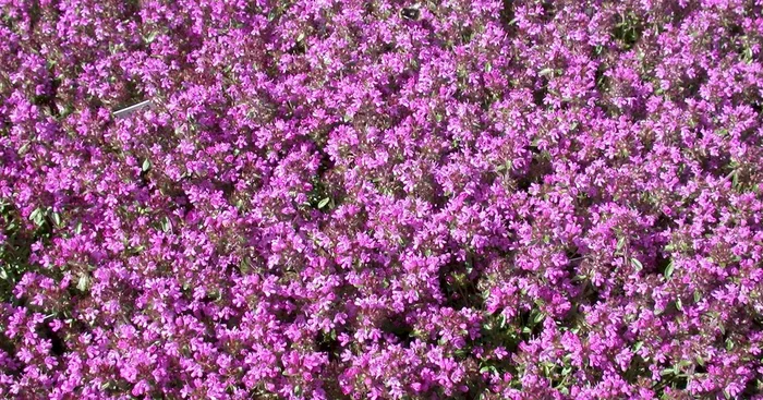 Thymus serpyllum ‚Magic Carpet‘