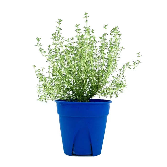 Thymus vulgaris, Thyme (0.30m)