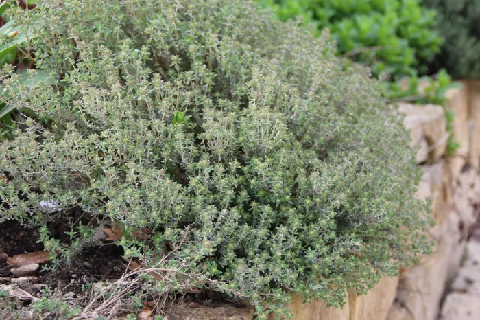 Thymus vulgaris var. fragrantissima (Orangenthymian)