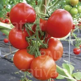 Tica KS – Tomate