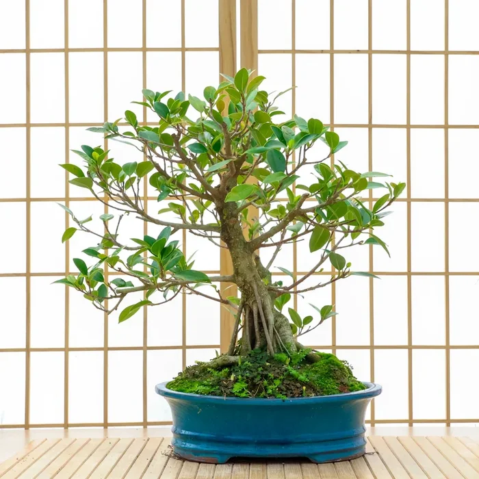 Tiger Bark Ficus – 02