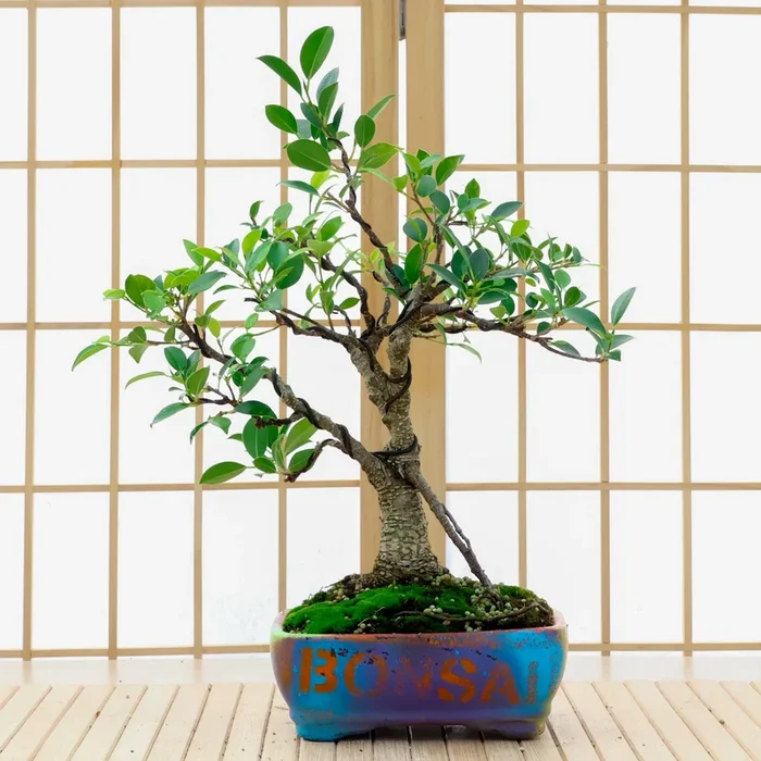 Tiger Bark Ficus – 06