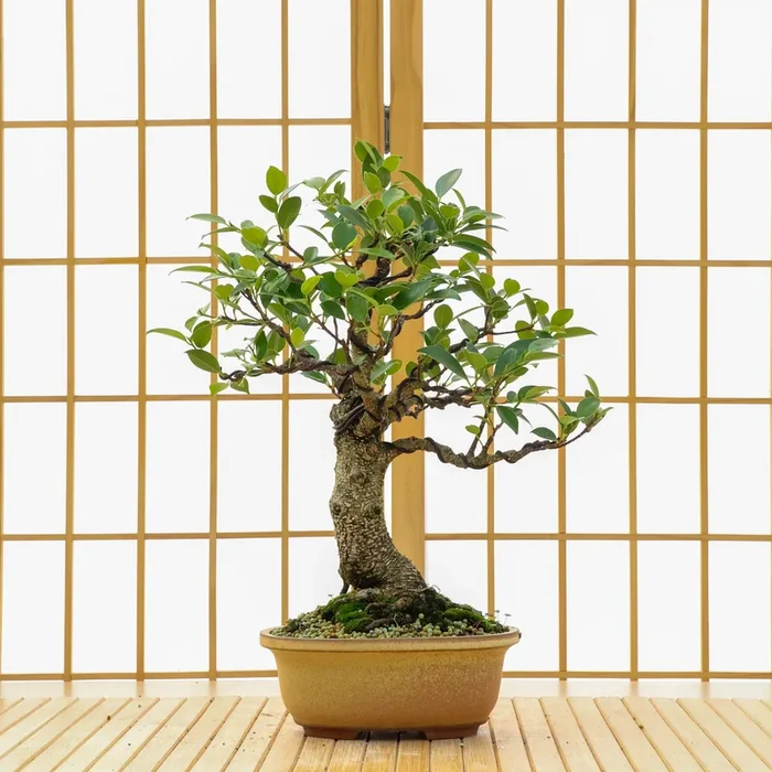 Tiger Bark Ficus – 07