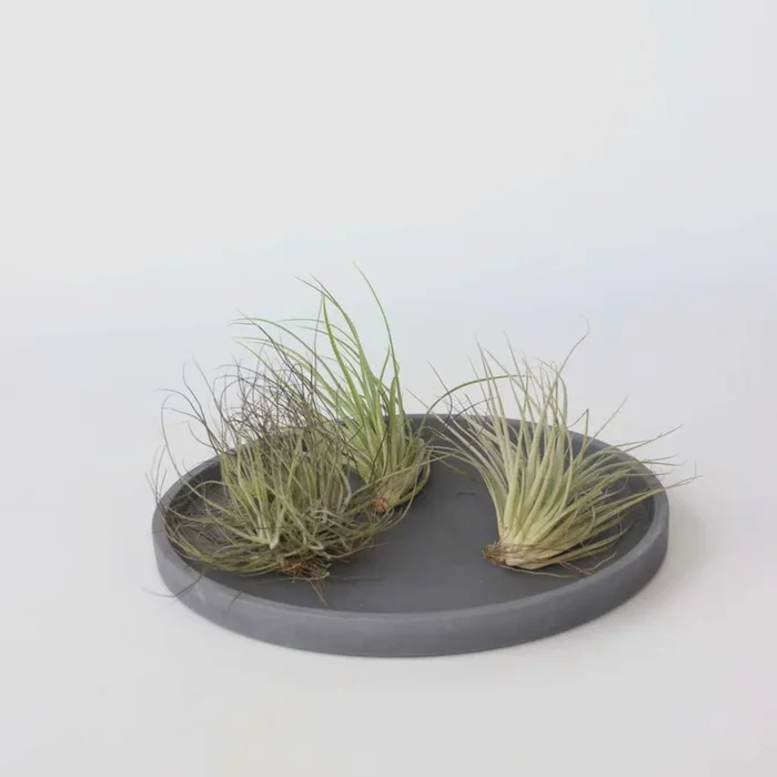 Tillandsia – Mix of 3 – Air Plants
