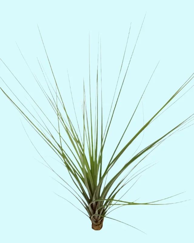 Tillandsia ‚Spike‘